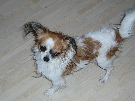 Chihuahua NERO billede 12