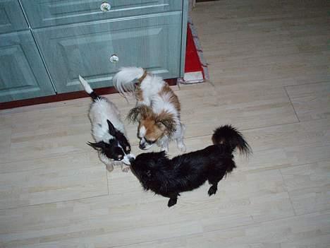 Chihuahua NERO billede 13