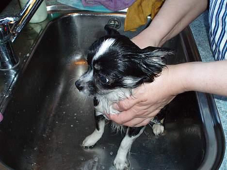 Chihuahua Malli billede 7