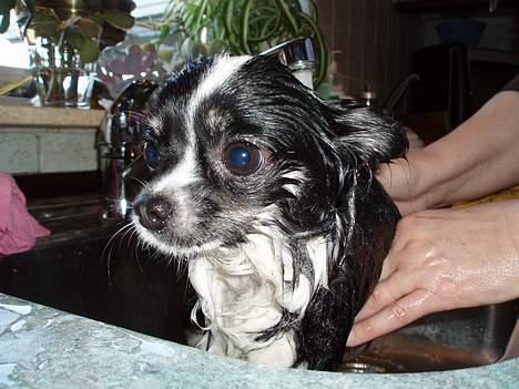 Chihuahua Malli billede 8