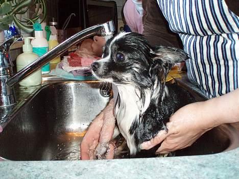 Chihuahua Malli billede 9