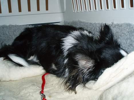 Chihuahua Malli billede 10