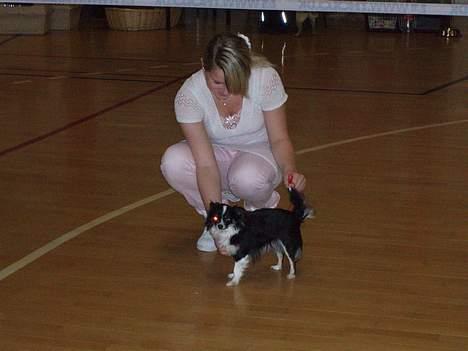 Chihuahua Malli billede 11