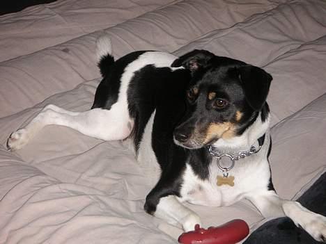 Dansk svensk gaardhund Anton billede 14