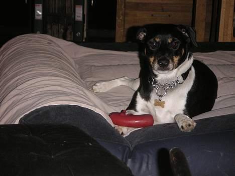 Dansk svensk gaardhund Anton billede 15