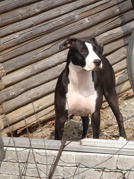 Amerikansk staffordshire terrier Minnie r.i.p. billede 20