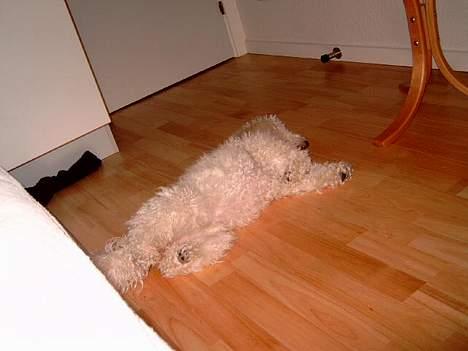 Dværgpuddel Mille/ Musse. billede 1