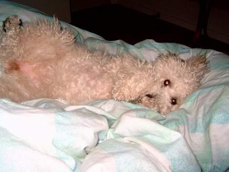 Dværgpuddel Mille/ Musse. billede 2