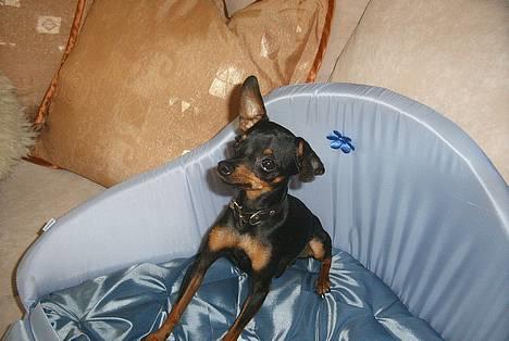 Prazsky krysarik Dolchie - Her er jeg i en af mine mange kurve billede 8