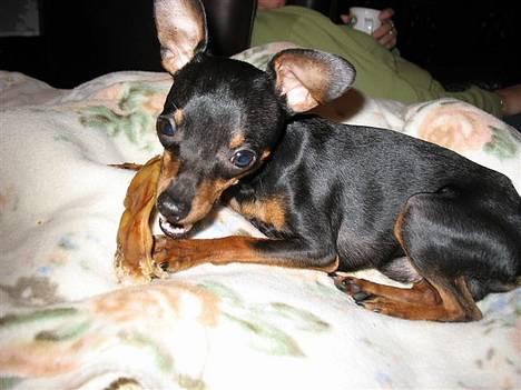 Prazsky krysarik Dolchie - Doller gnaver griseører, dejlig uhm. billede 9