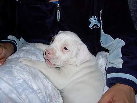 Amerikansk bulldog Kaizer - Jeg er lille og nuttet (6 uger)  billede 8