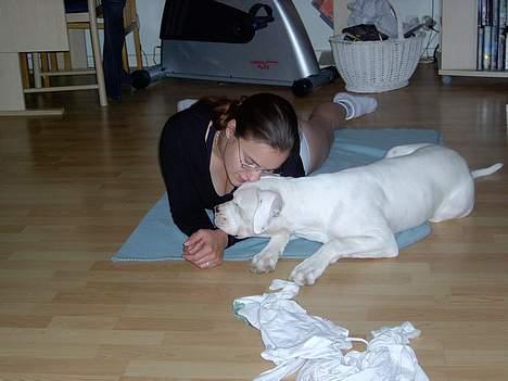 Amerikansk bulldog Kaizer - Mor og jeg nusser lidt billede 9