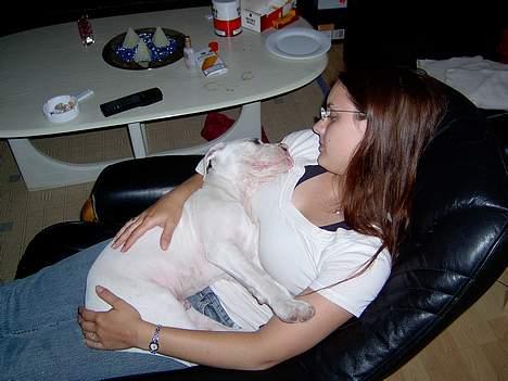 Amerikansk bulldog Kaizer - Der findes ikke noget bedre end at hænge hos mor  billede 10