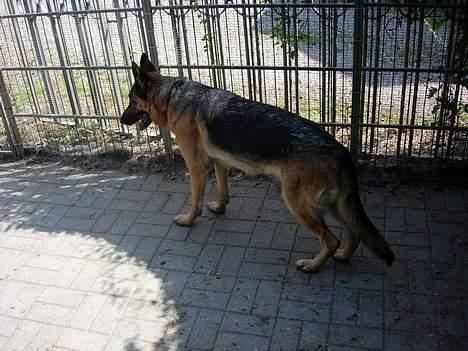 Schæferhund Nydningen`s Dollie - Her står jeg i min hundegård. billede 8