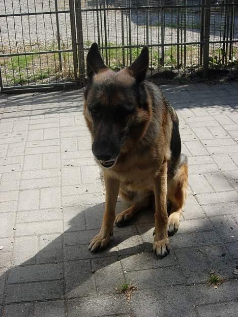 Schæferhund Nydningen`s Dollie - Her sidder jeg i min hundegård. =:0) billede 9