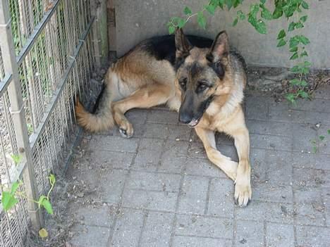 Schæferhund Nydningen`s Dollie - Ja og her ligger jeg i min hundegård. =;0> billede 10