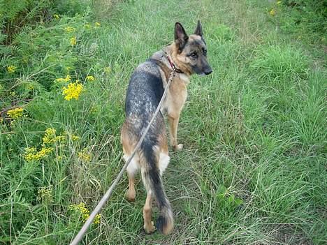 Schæferhund Nydningen`s Dollie - Gå tur er dejligt. billede 11