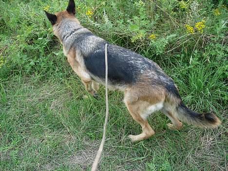 Schæferhund Nydningen`s Dollie - Snif snif. billede 12