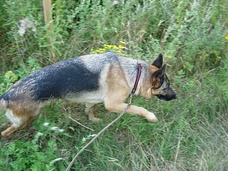 Schæferhund Nydningen`s Dollie - Jeg er en god sporhund,hvis jeg selv skal sige det. billede 13