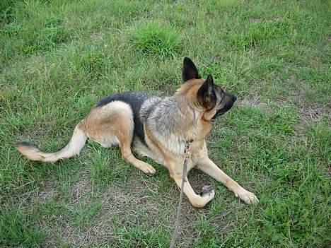 Schæferhund Nydningen`s Dollie - Er der mon nogle hjorte jeg kan jage idag? billede 14