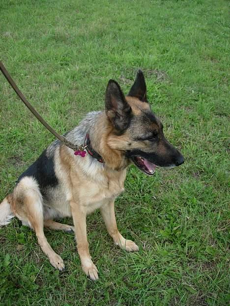 Schæferhund Nydningen`s Dollie - Se jeg kan sitte når du spørger pænt. billede 15