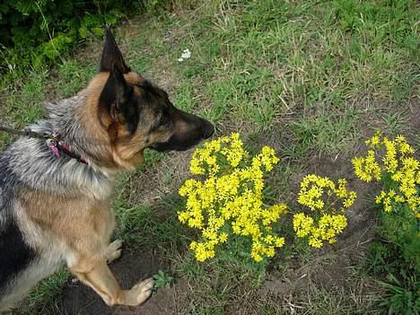 Schæferhund Nydningen`s Dollie - Blomster er alle pigers drøm. billede 16