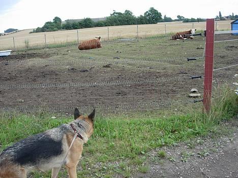 Schæferhund Nydningen`s Dollie - Hyp alle mine køer. billede 18