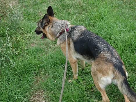 Schæferhund Nydningen`s Dollie - Hjem vi går. billede 19