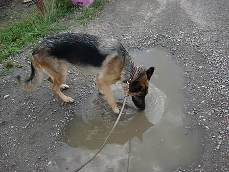 Schæferhund Nydningen`s Dollie - Vand, så pyt. =:0) billede 20