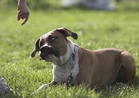 Amerikansk staffordshire terrier Caiser † 2/12 '08 - Se godbidden udfor hans næse :D billede 1