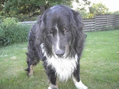 Blanding af racer Bolivar  billede 1