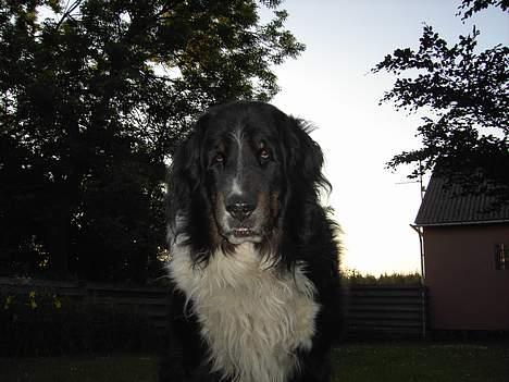 Blanding af racer Bolivar  billede 2