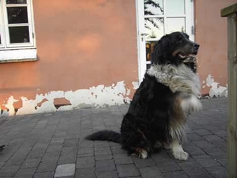 Blanding af racer Bolivar  billede 3