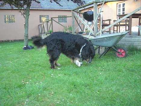 Blanding af racer Bolivar  billede 4