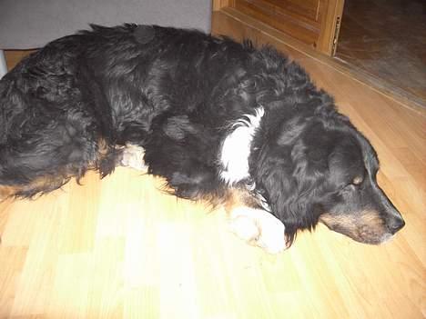 Blanding af racer Bolivar  billede 5