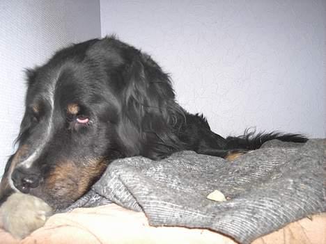 Blanding af racer Bolivar  billede 6