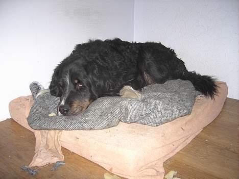 Blanding af racer Bolivar  billede 7