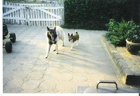 Belgisk hyrdehund Baloo - Baloo og sussi var bedste venner.Sussi hjælp Baloo når han var bange ( sussi død 2/9 2002 R.I.P Sussi) billede 18