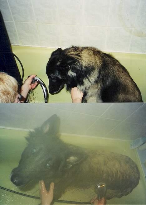 Belgisk hyrdehund Baloo - "jeg hadder at bade. men elsker når jeg er færdig og må løbe rundt i haven :D" billede 19