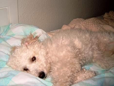 Dværgpuddel Mille/ Musse. billede 3