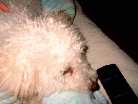 Dværgpuddel Mille/ Musse. billede 4