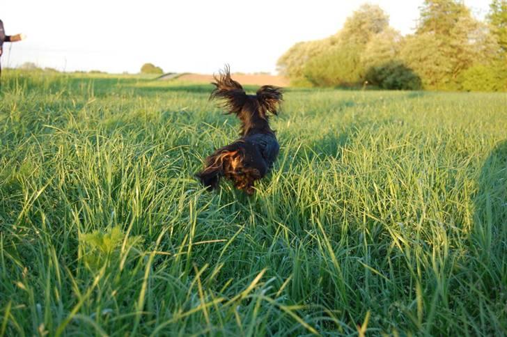 Dværggravhund Homie - hvem siger at hunde ikke kan flyvet billede 15