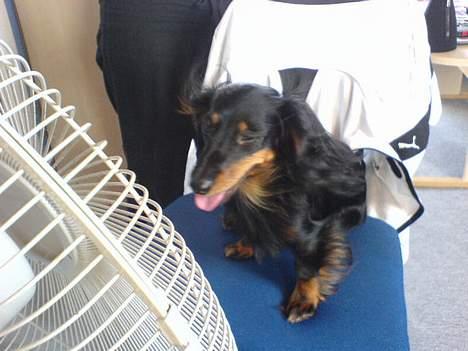 Dværggravhund Homie - efter en lang tur skal der køles af billede 16