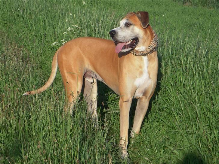 Grand danois HARLEY billede 13