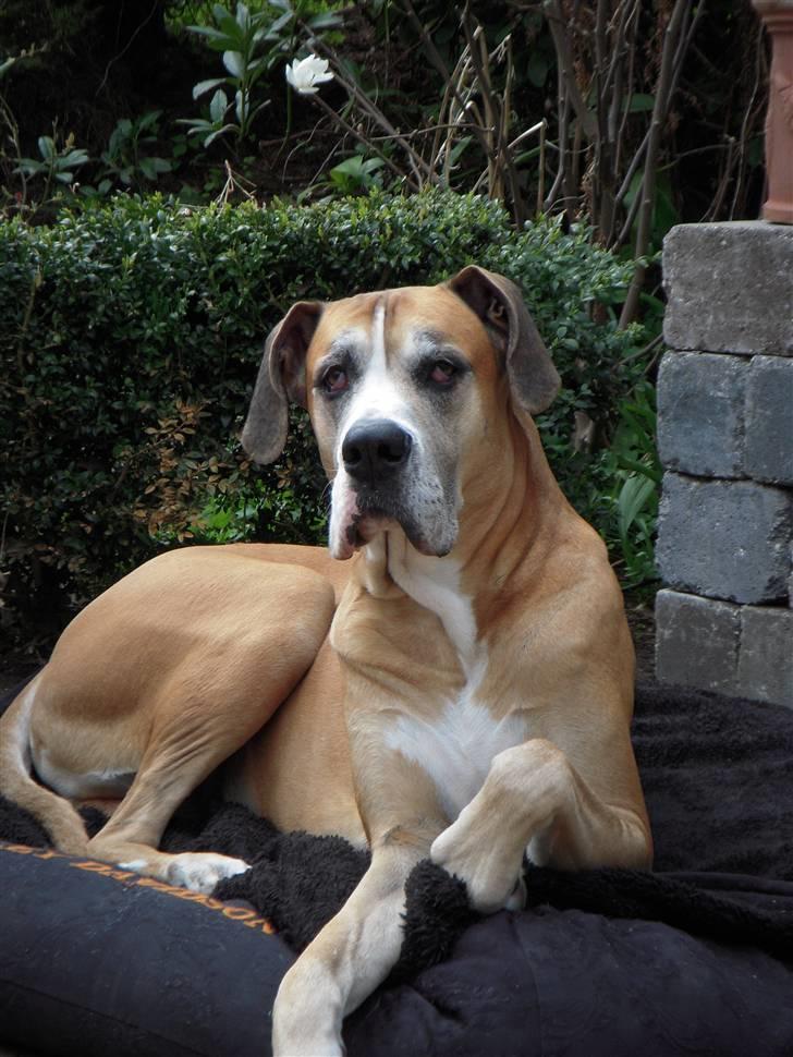 Grand danois HARLEY billede 14