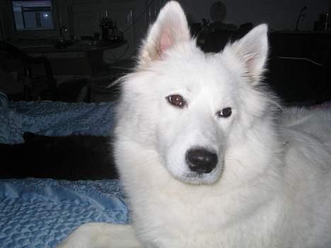 Samojedhund fiddeline - hejsa billede 17