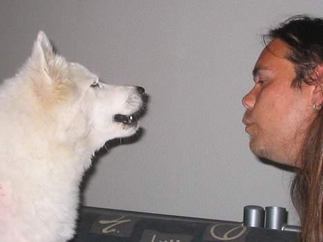 Samojedhund fiddeline - her er det lige før jeg mysser far billede 18