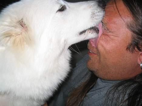 Samojedhund fiddeline - så der fik jeg dig far billede 19