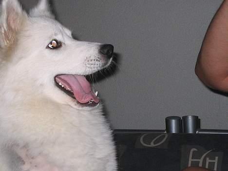 Samojedhund fiddeline - far hvorfor tager du min bold  billede 20