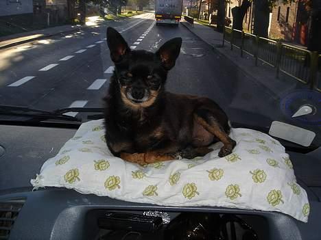 Blanding af racer donald billede 18